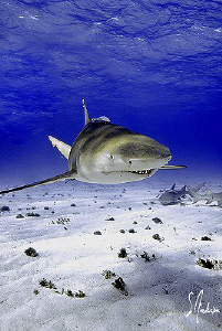 This image is of a Lemon Shark at Tiger Beach in the Baha... by Steven Anderson 